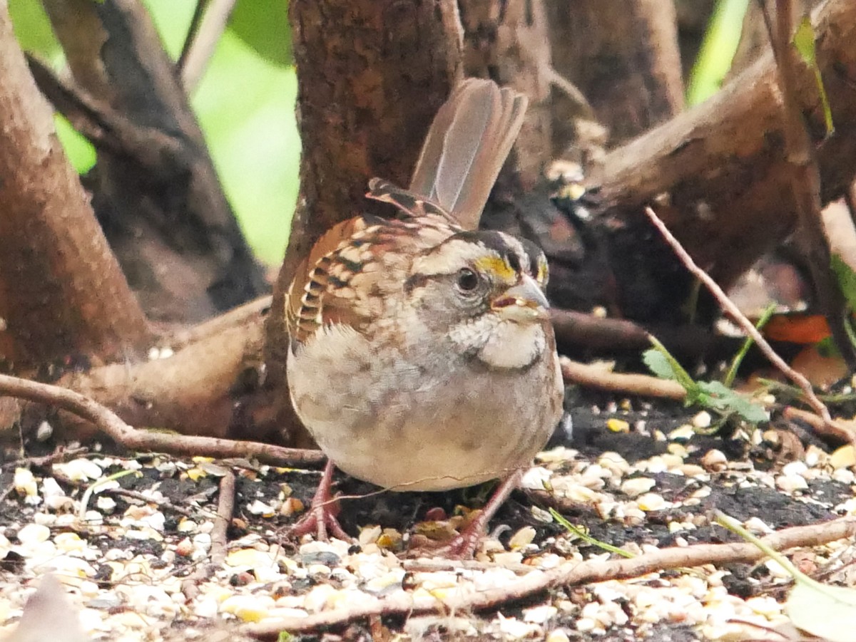 hvitstrupespurv - ML644477719