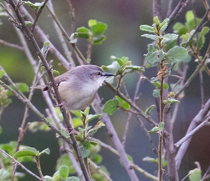 マミハウチワドリ - ML644477722