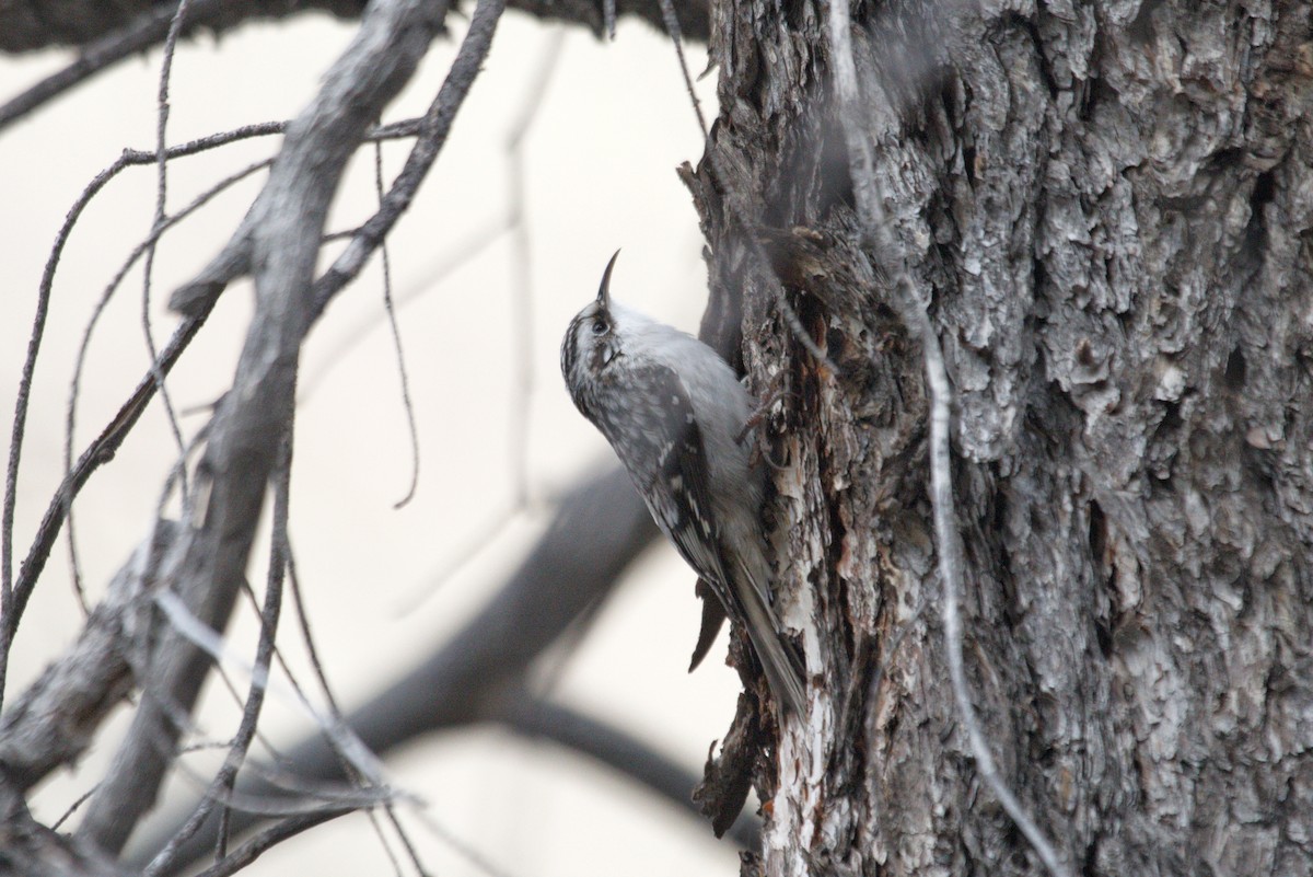 Brown Creeper - ML644477723