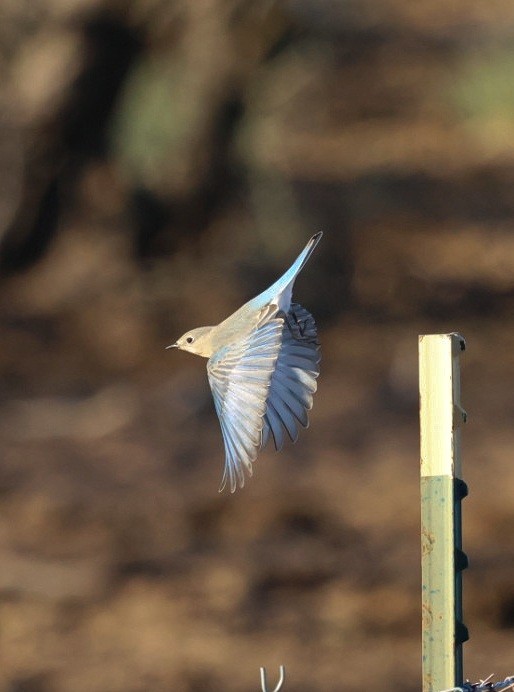 Merlebleu azuré - ML644477724