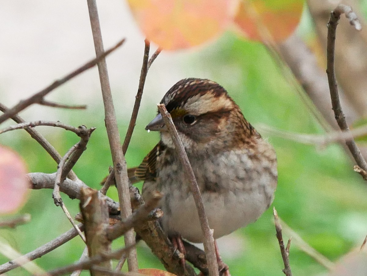 hvitstrupespurv - ML644477727