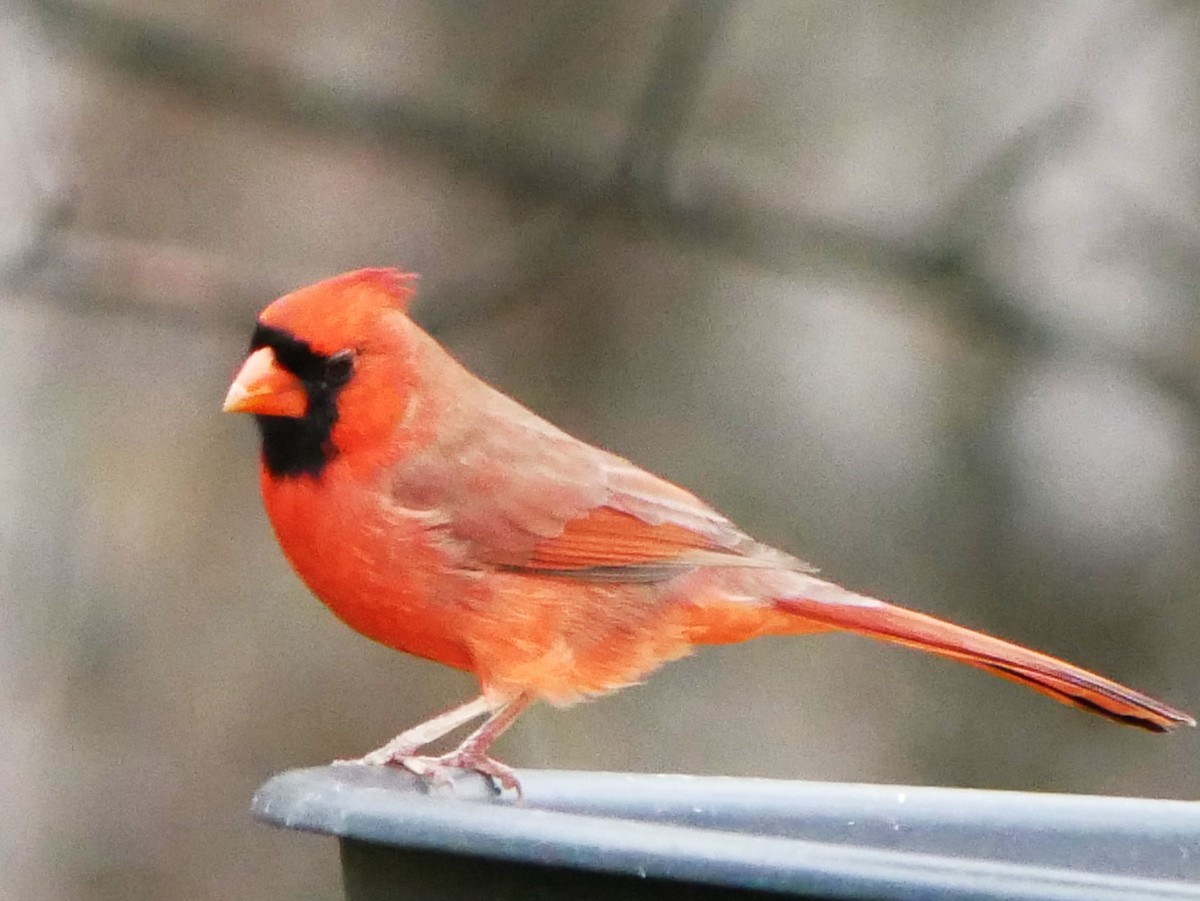 rødkardinal - ML644477728