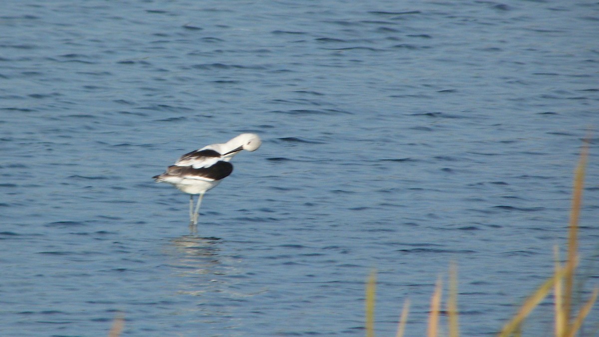 アメリカソリハシセイタカシギ - ML644477730