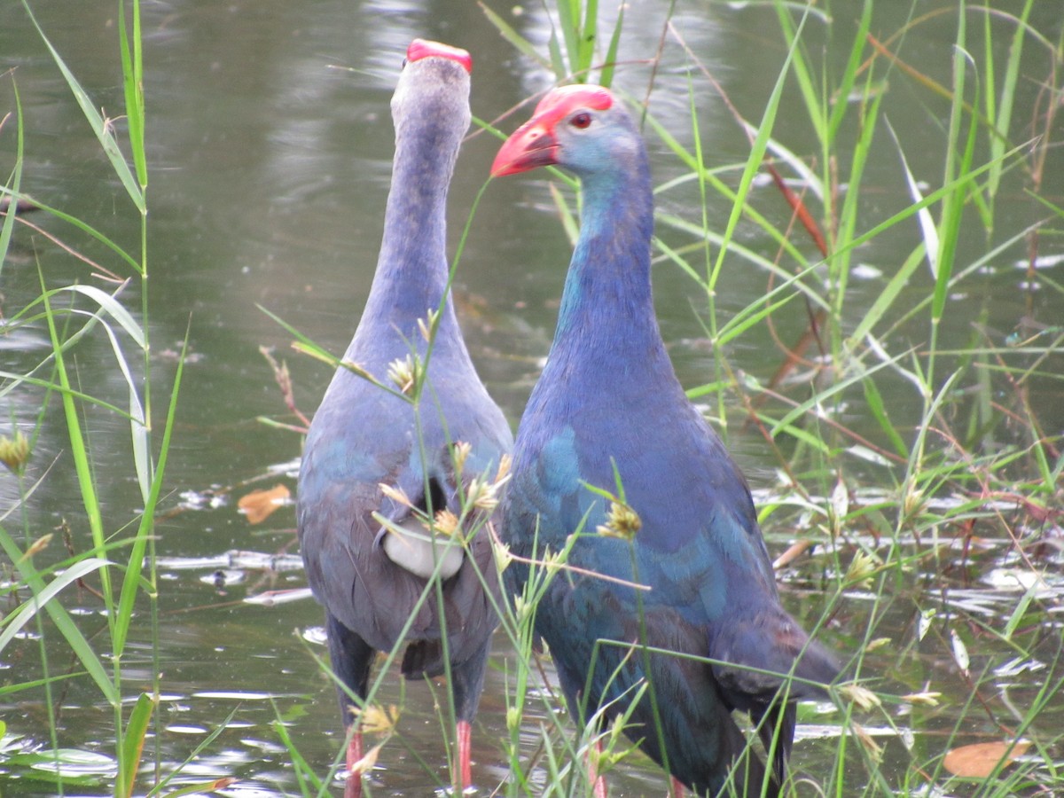 Graukopf-Purpurhuhn - ML644477731