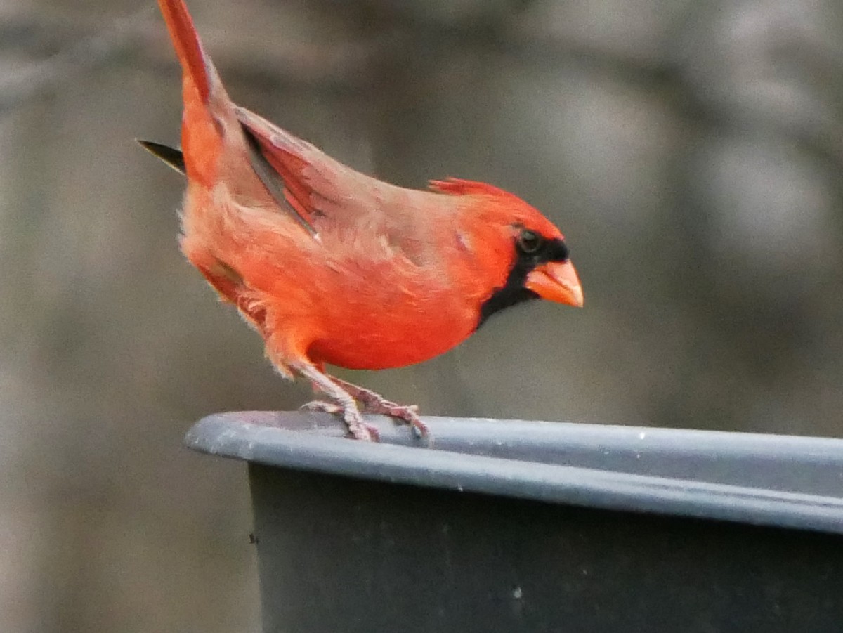 rødkardinal - ML644477734