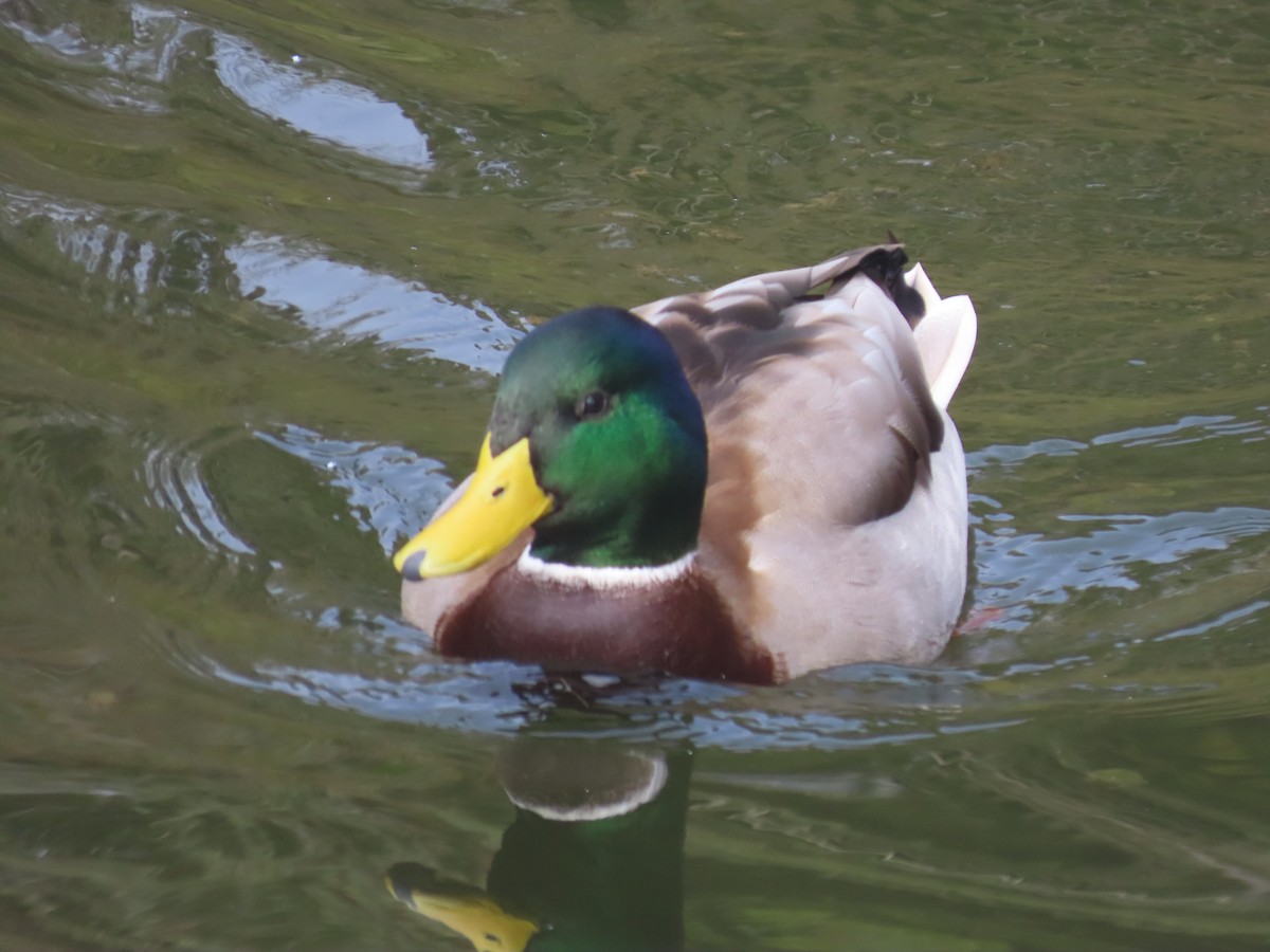 Mallard - ML644477737