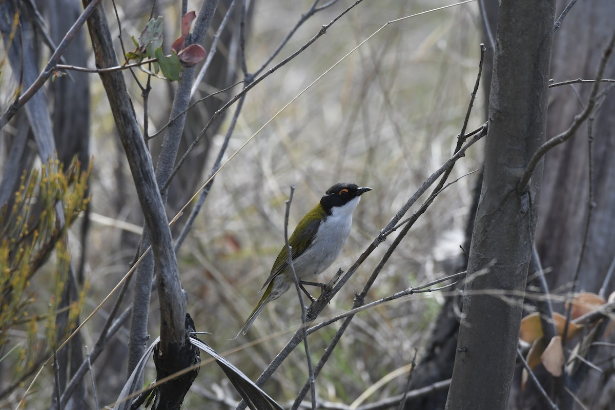White-naped Honeyeater - ML644477743