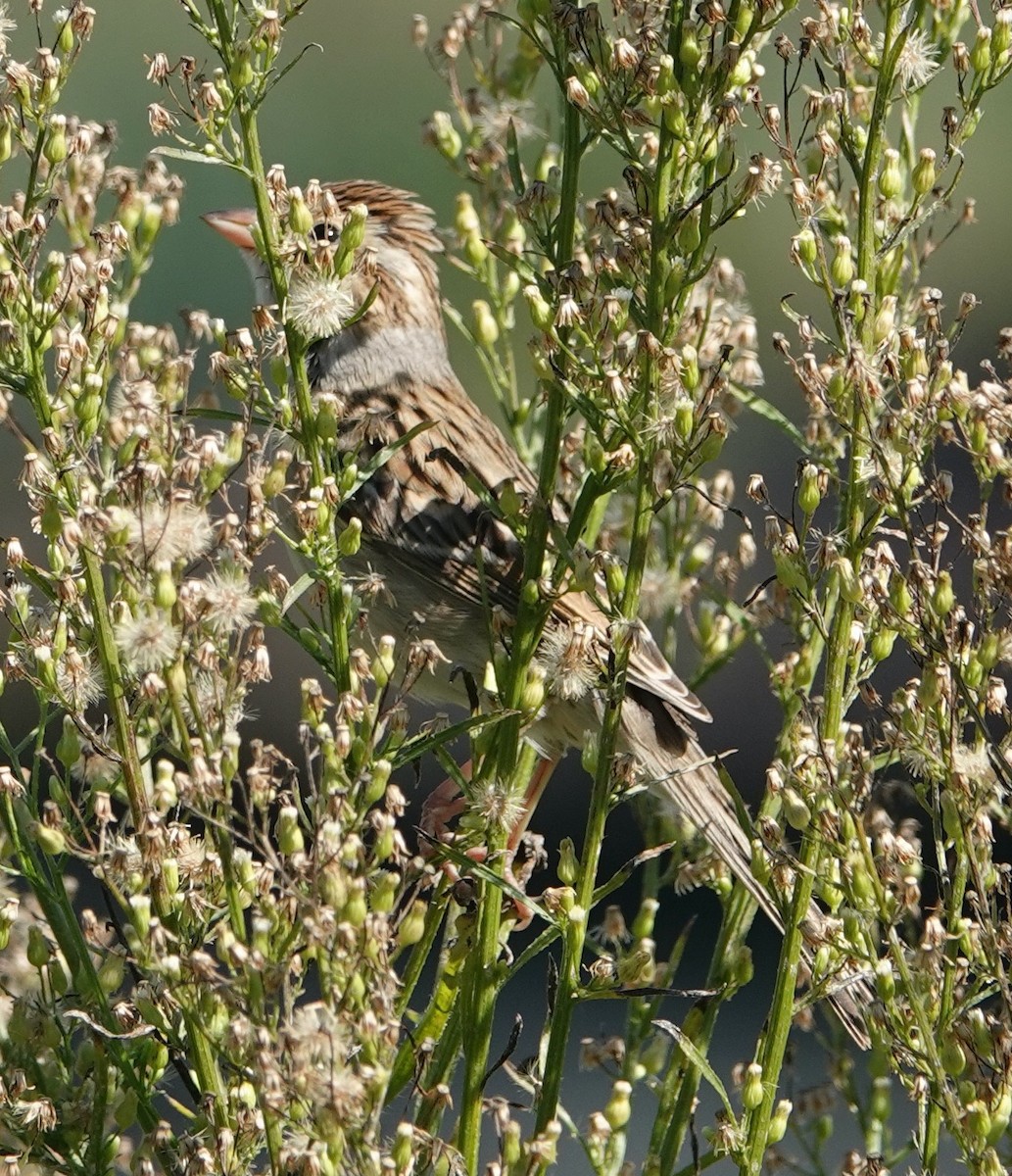 Clay-colored Sparrow - ML644477745