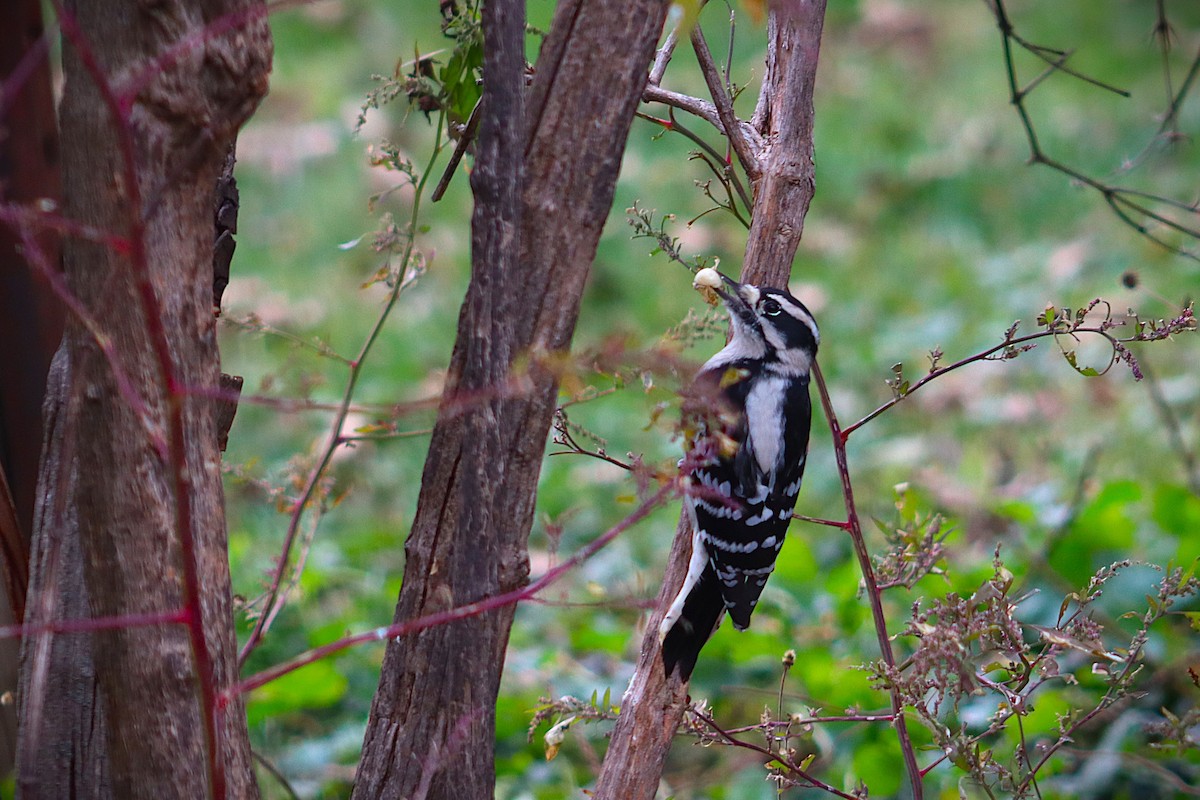 Downy Woodpecker - ML644477746