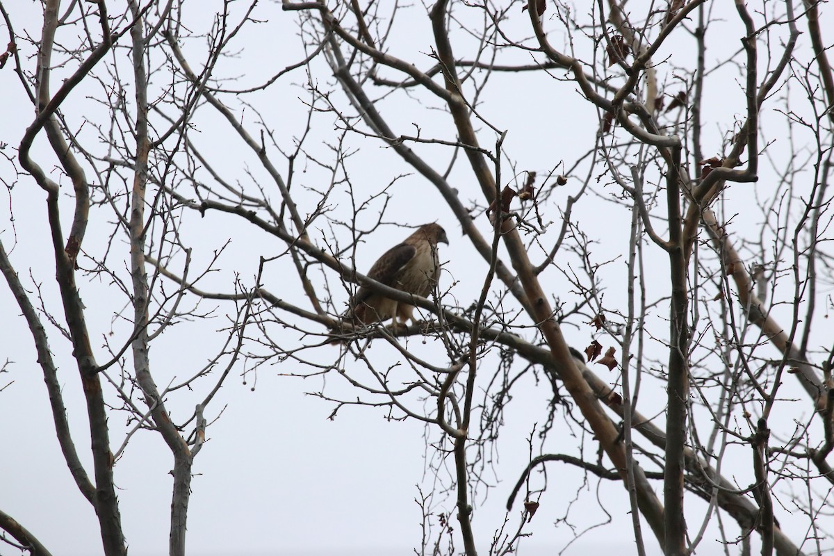 Red-tailed Hawk - ML644477747