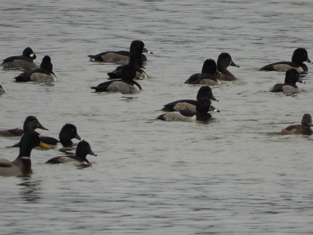 Ring-necked Duck - ML644477749