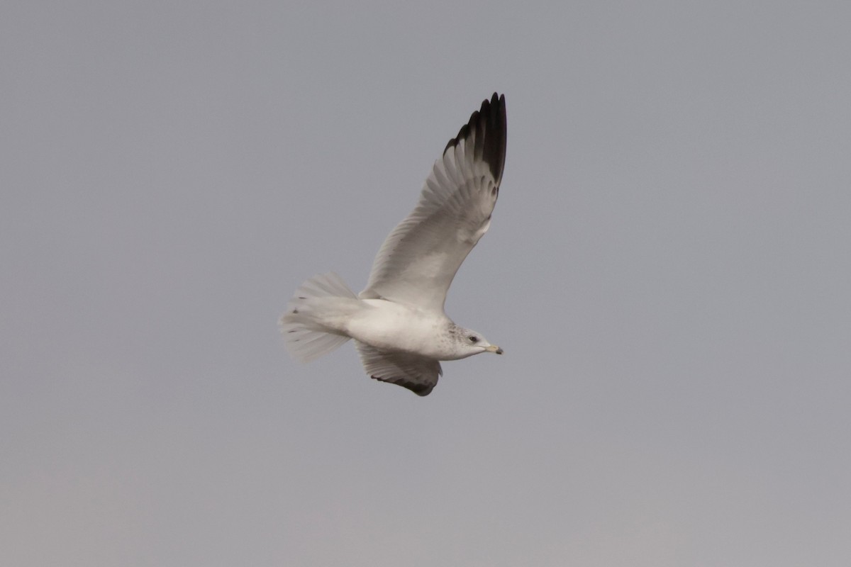 Ring-billed Gull - ML644477750