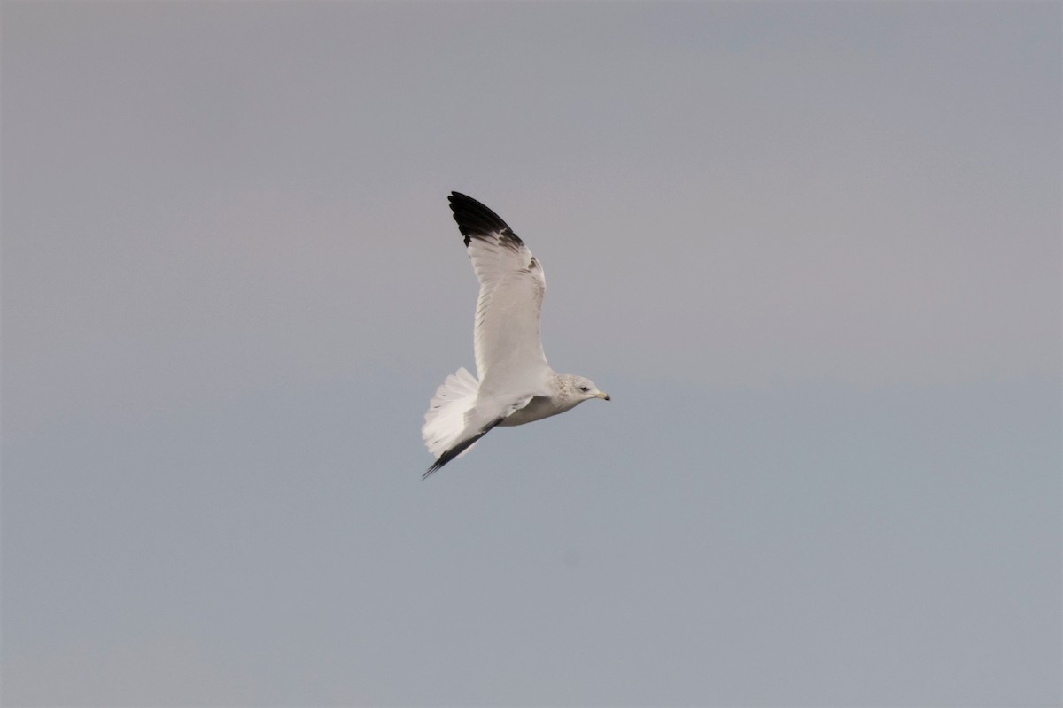 Ring-billed Gull - ML644477751
