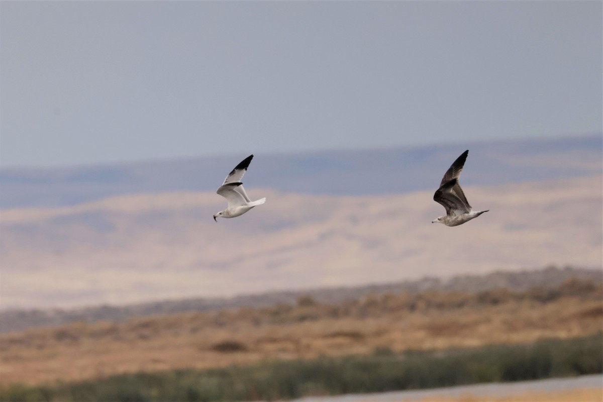 Ring-billed Gull - ML644477752
