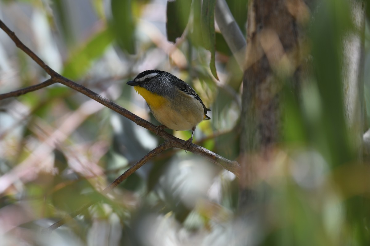 Spotted Pardalote - ML644477753
