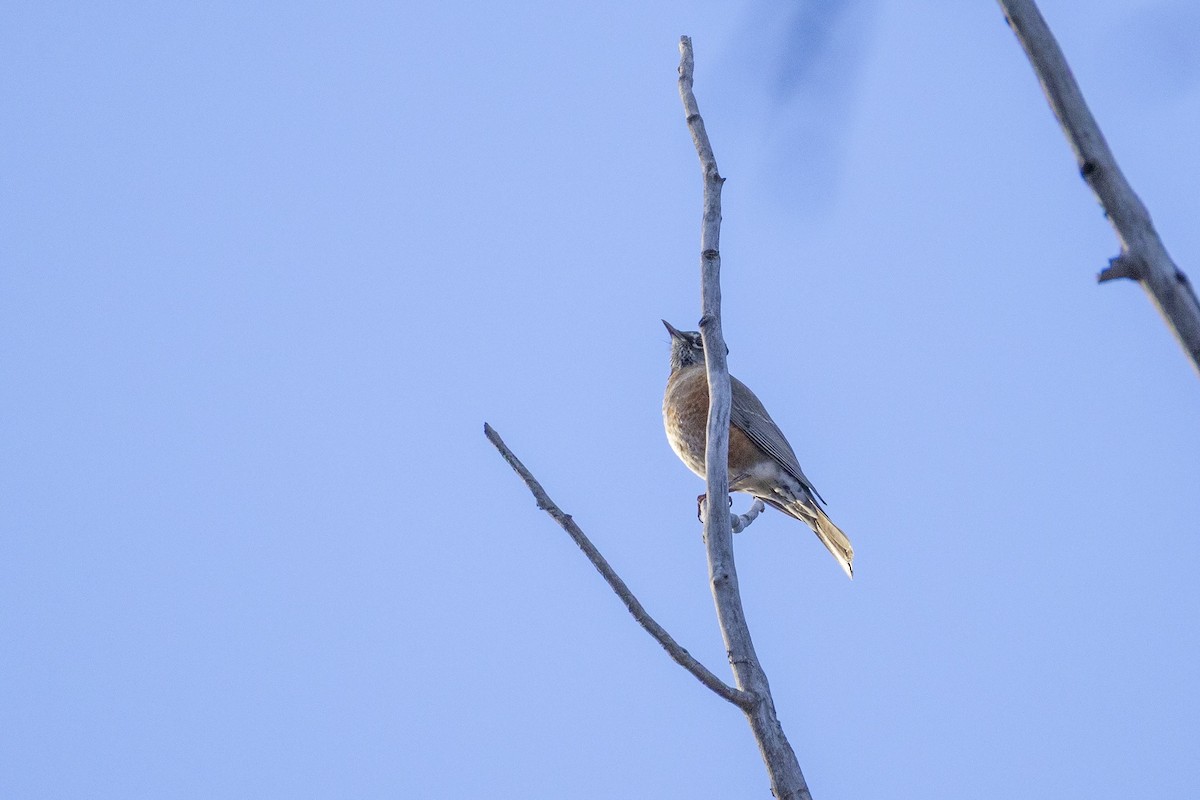 American Robin - ML644477755