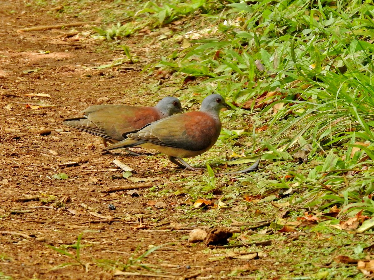 Malagasy Turtle-Dove - ML644477757
