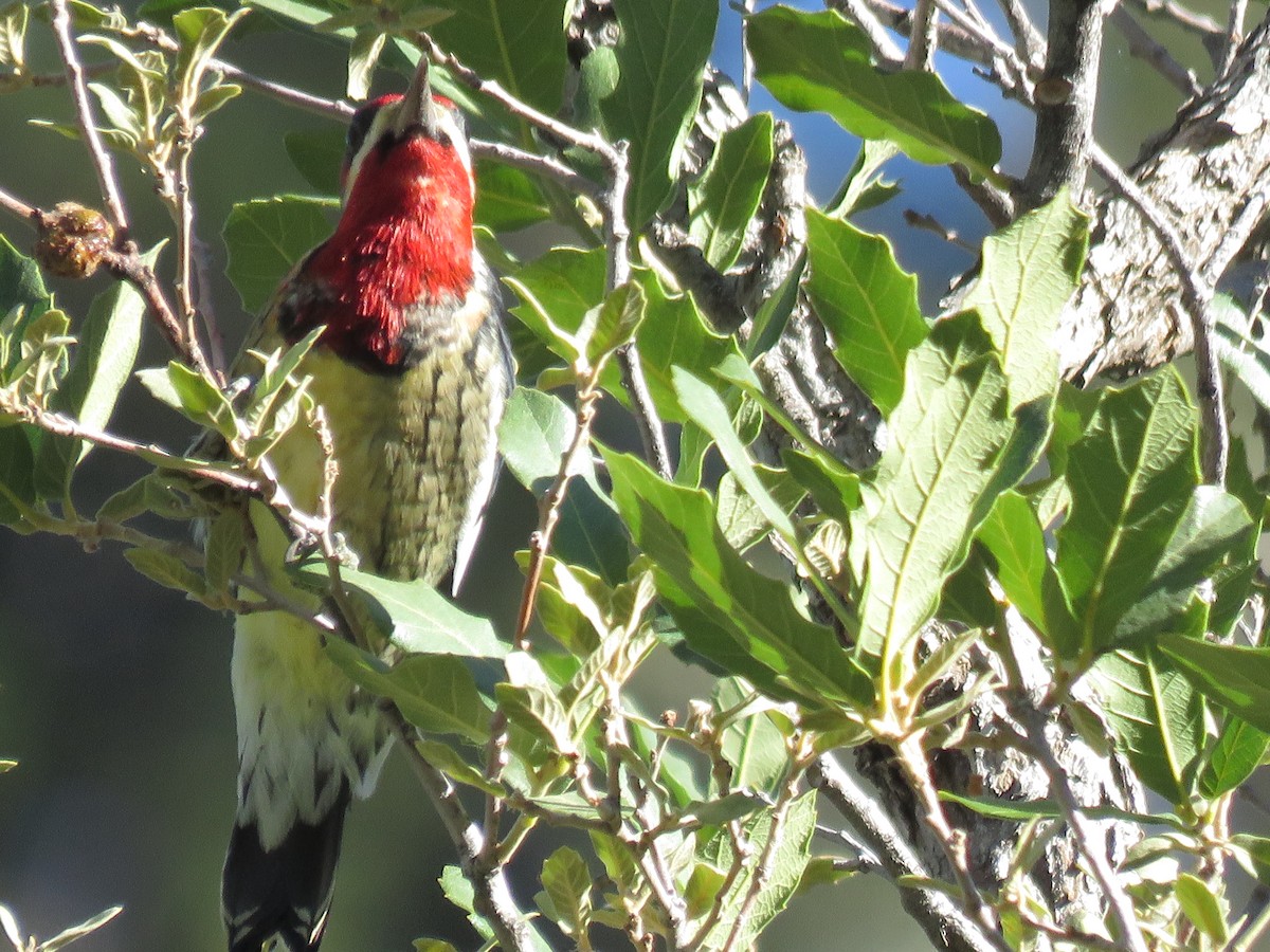 Red-naped Sapsucker - ML644477761