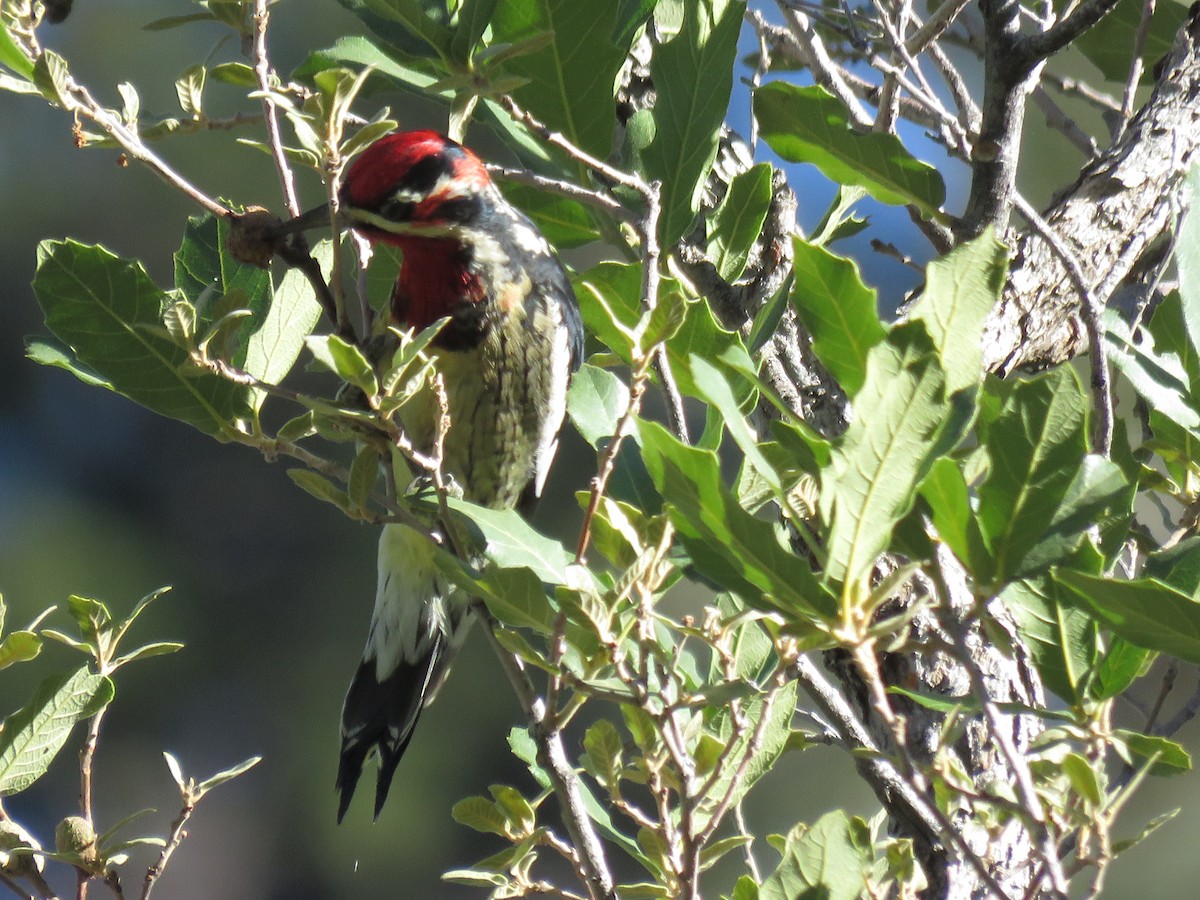 Red-naped Sapsucker - ML644477762