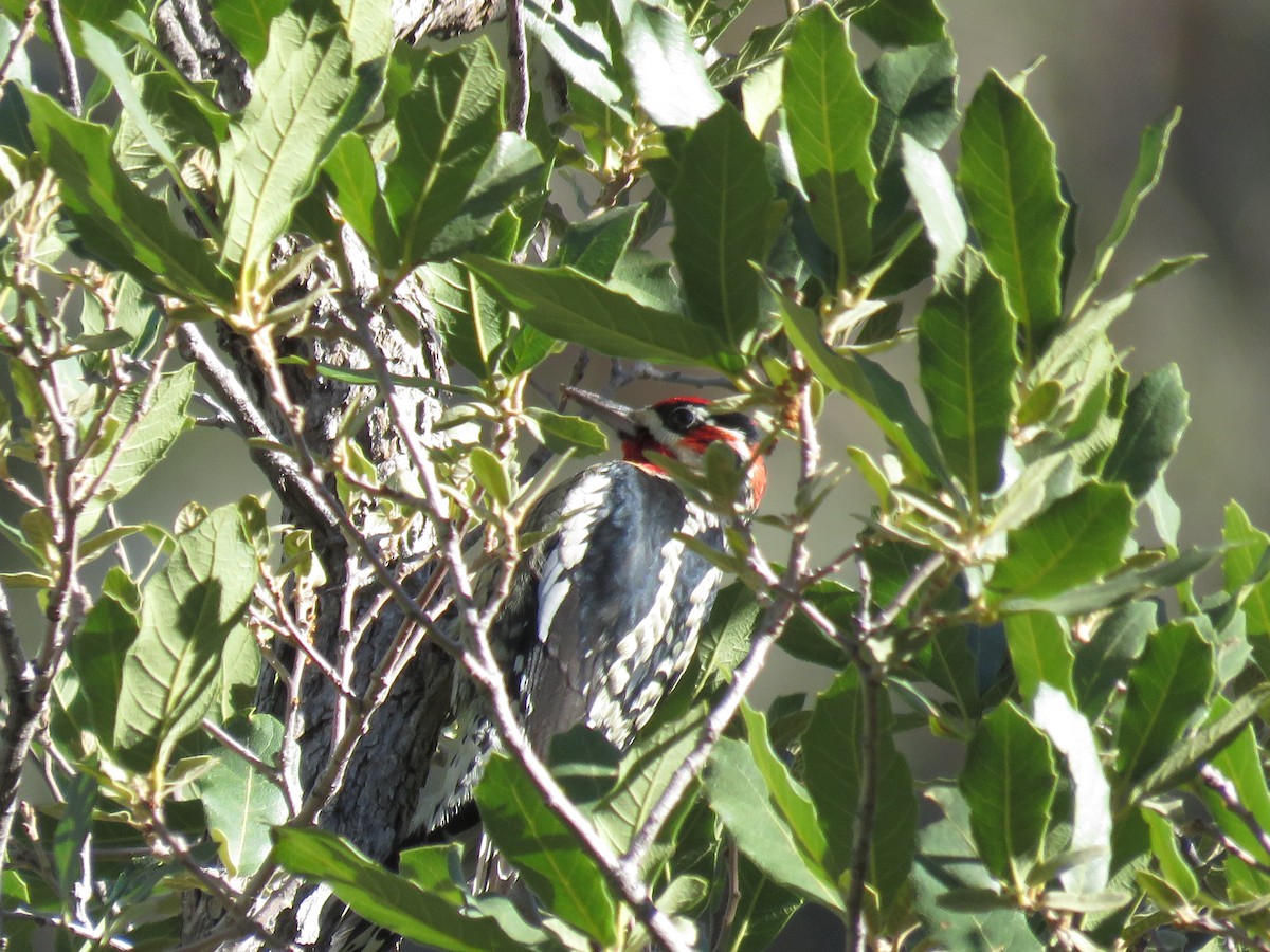 Red-naped Sapsucker - ML644477763