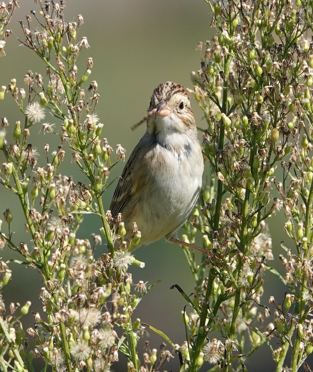 Clay-colored Sparrow - ML644477764