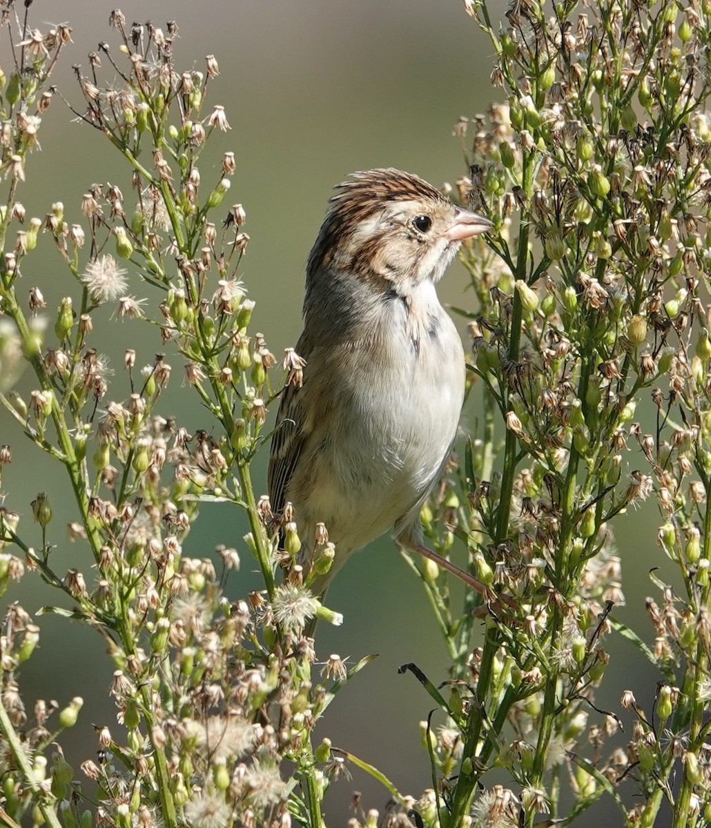Clay-colored Sparrow - ML644477765
