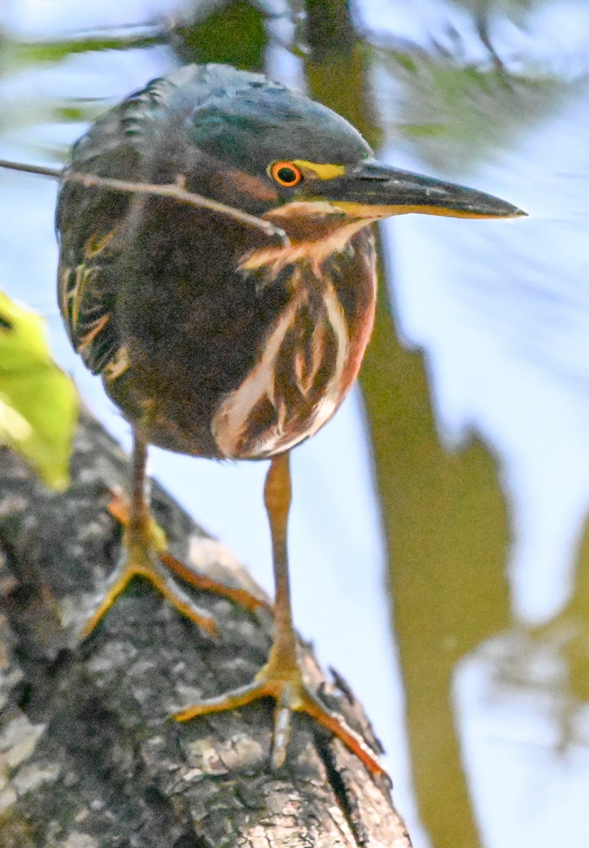 Green Heron - ML644477766