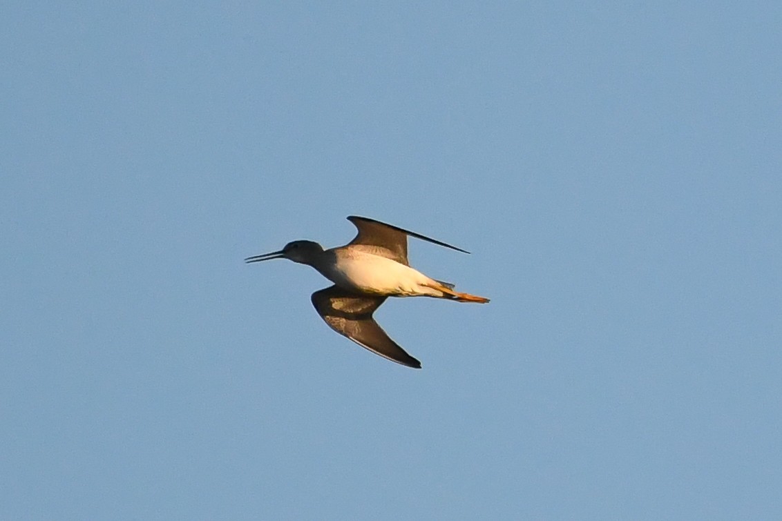 Greater Yellowlegs - ML644477767