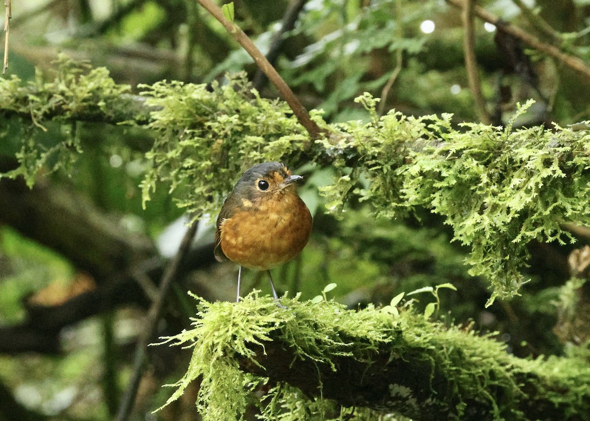 Slate-crowned Antpitta - ML644477768