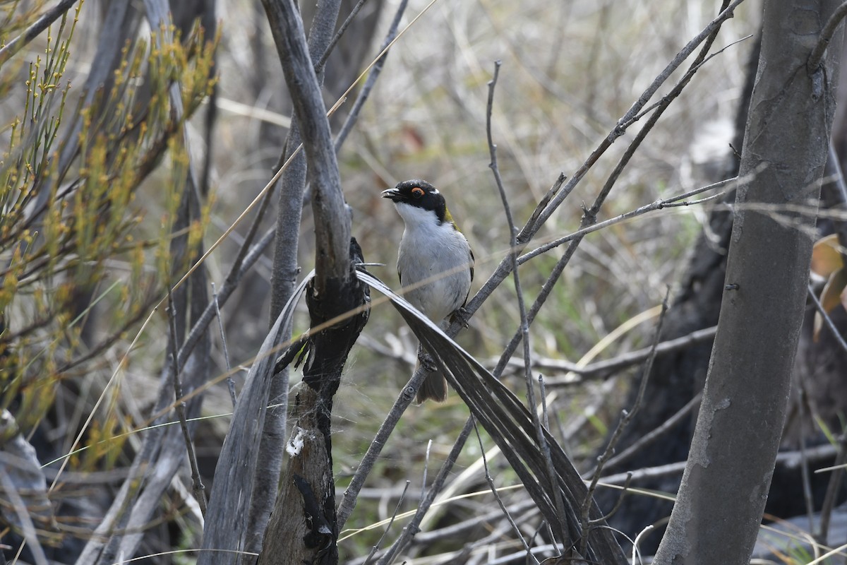 White-naped Honeyeater - ML644477769