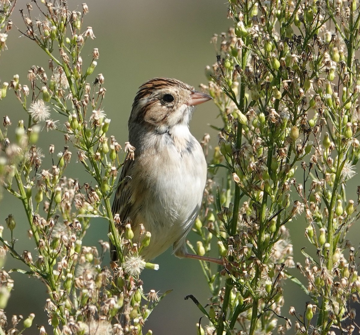 Clay-colored Sparrow - ML644477770