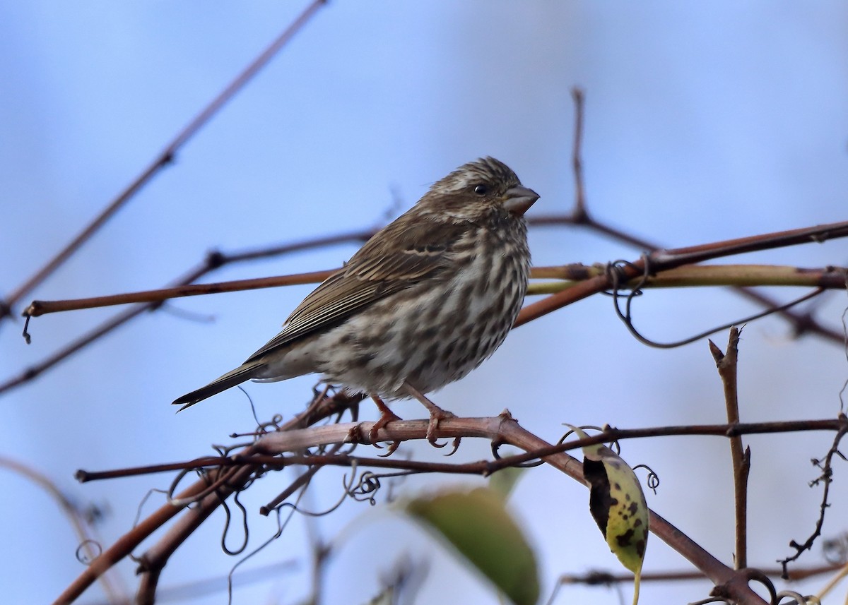 Purple Finch - ML644477771