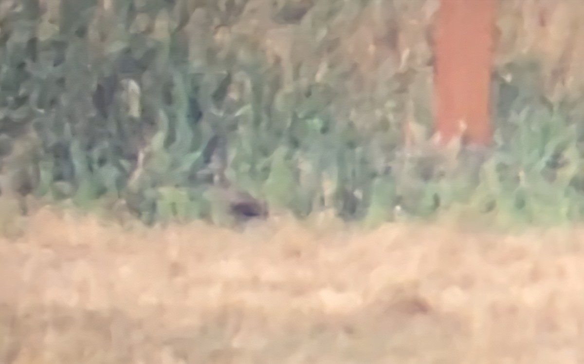 Glossy Ibis - ML644477773