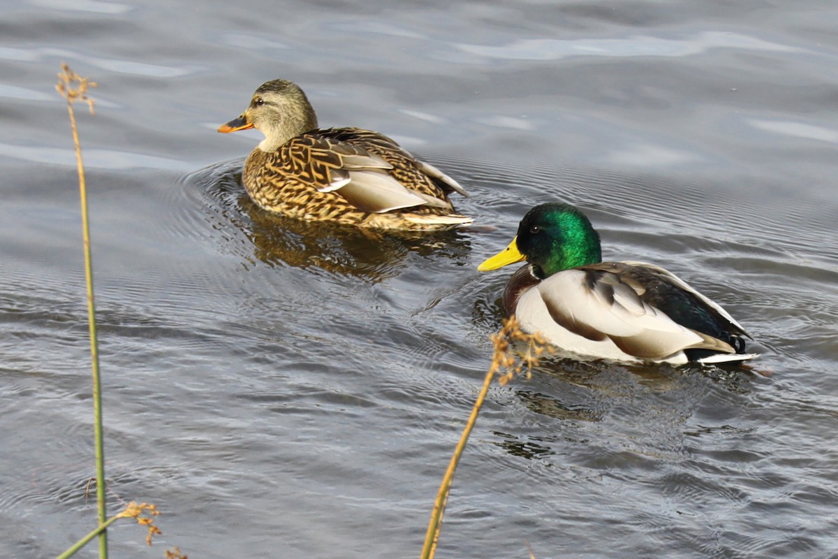 Mallard - ML644477774