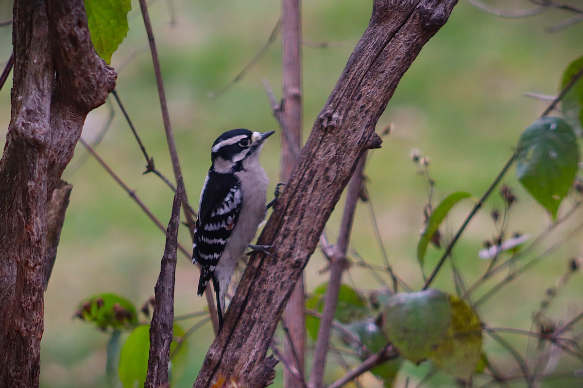 Downy Woodpecker - ML644477776