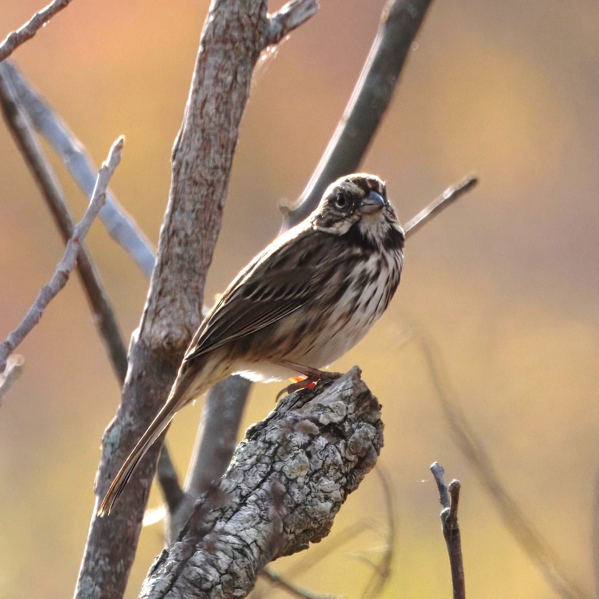 Song Sparrow - ML644477777