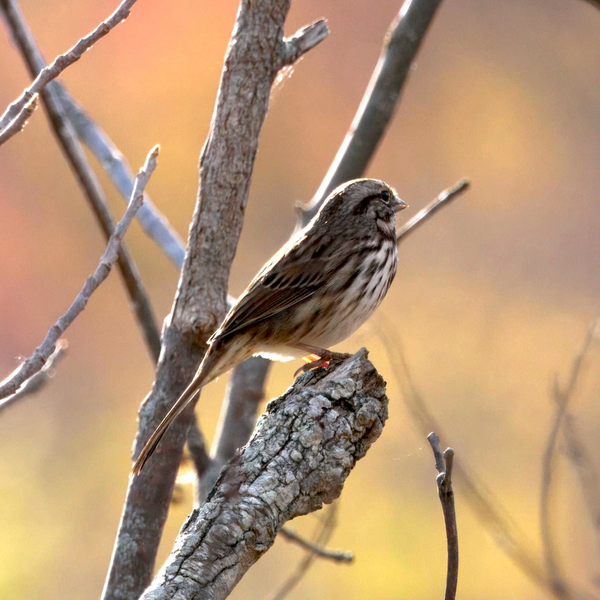 Song Sparrow - ML644477778