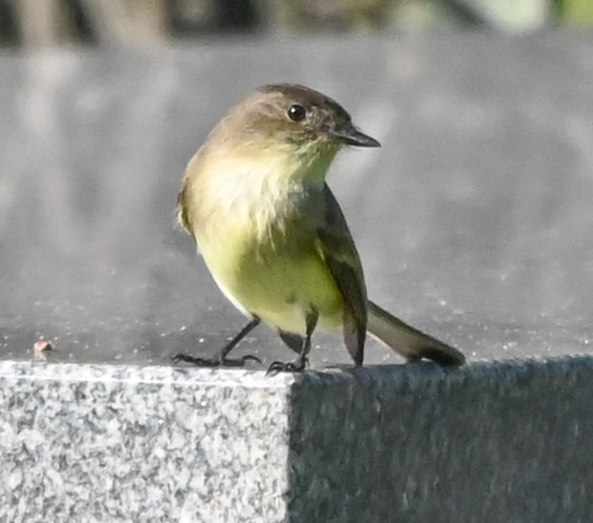 Eastern Phoebe - ML644477779