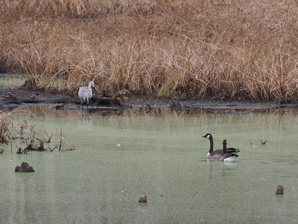 Canada Goose - ML644477782
