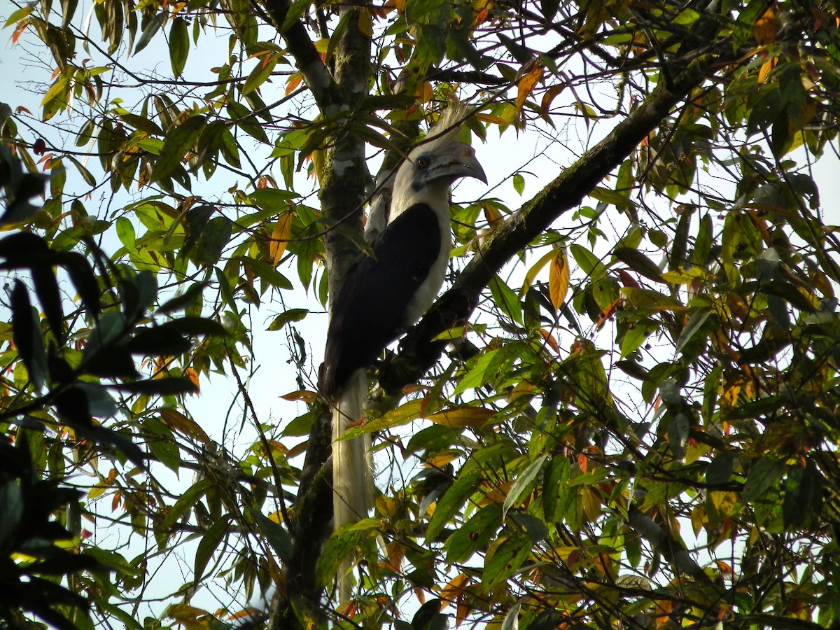 シロクロサイチョウ - ML644477783