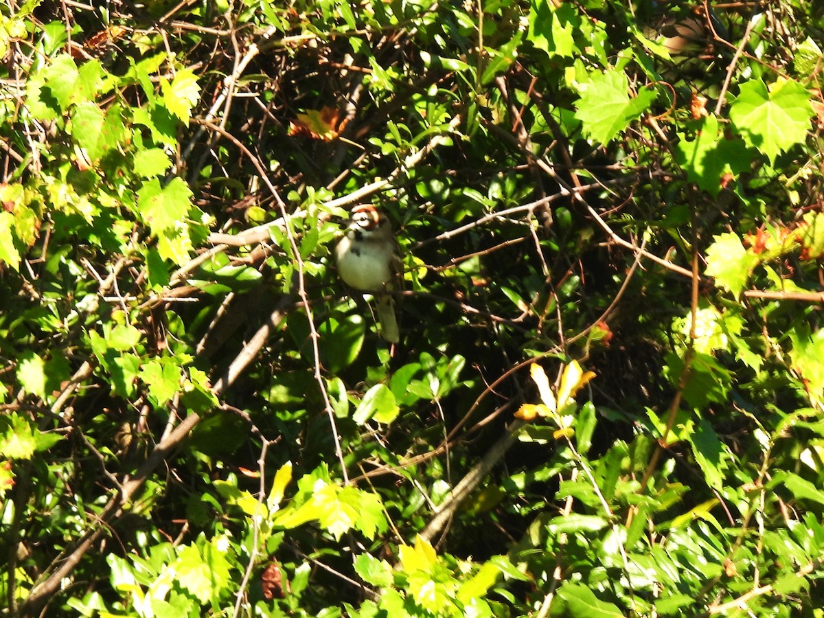 Lark Sparrow - ML644477784