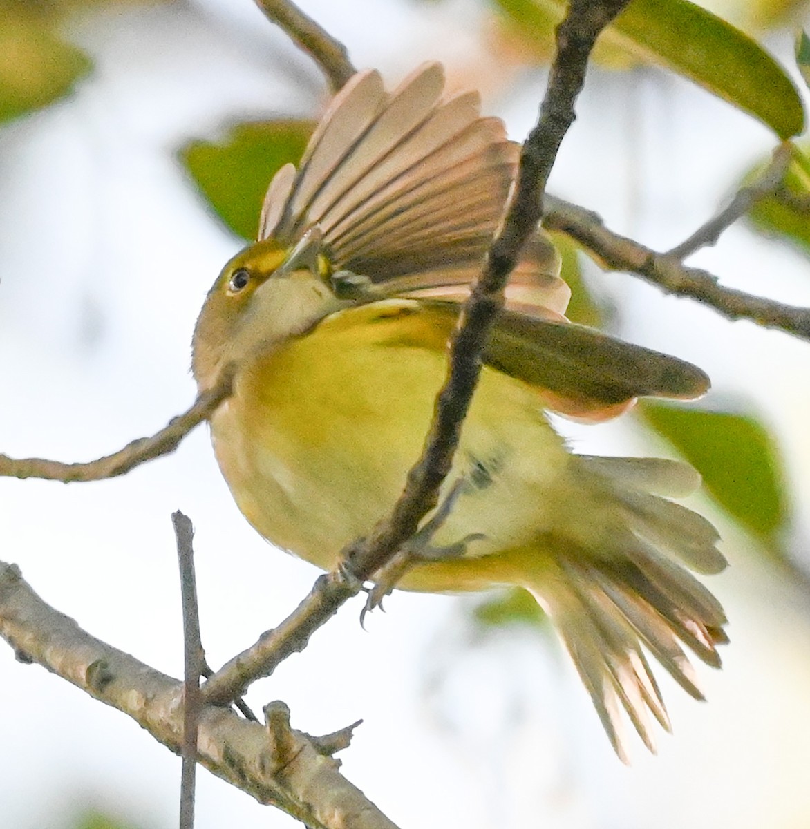 Белоглазый виреон - ML644477787