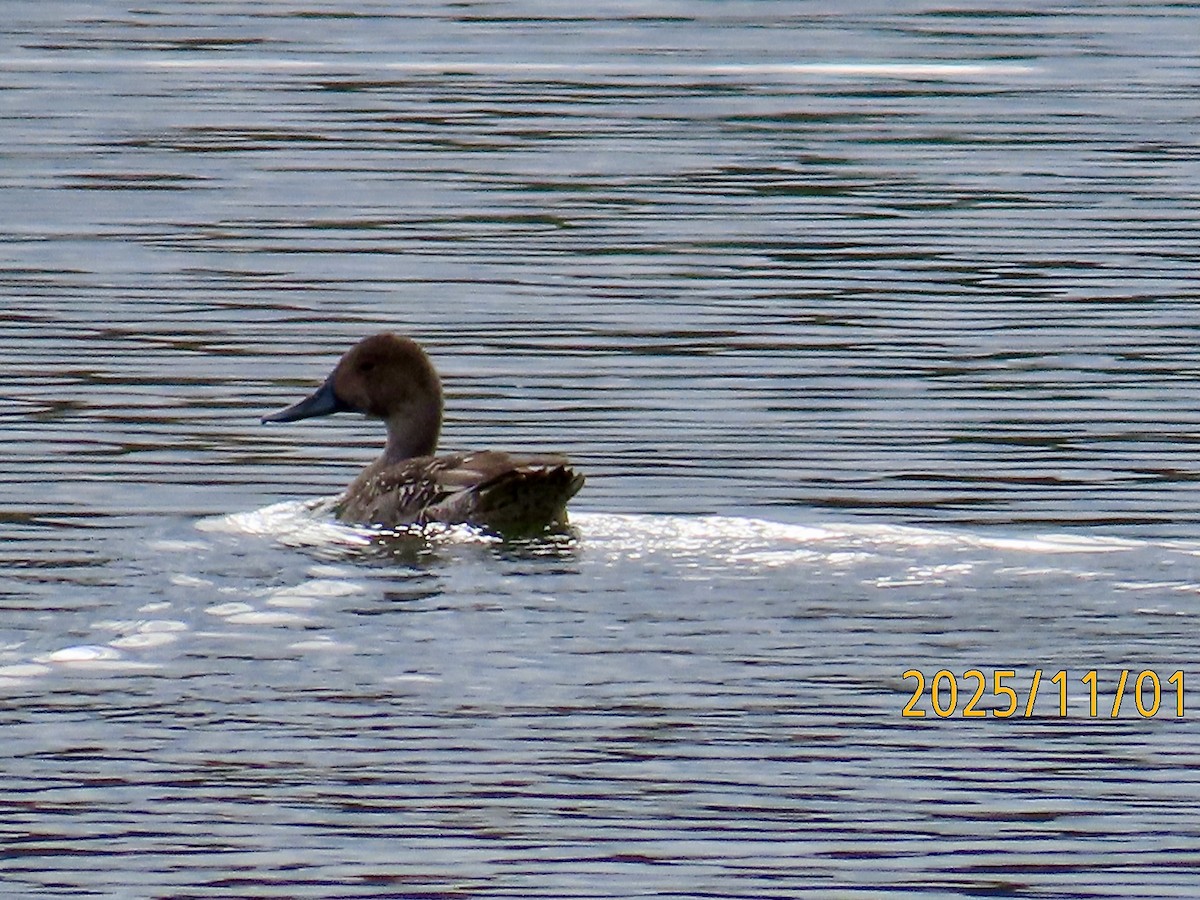 Northern Pintail - ML644477789