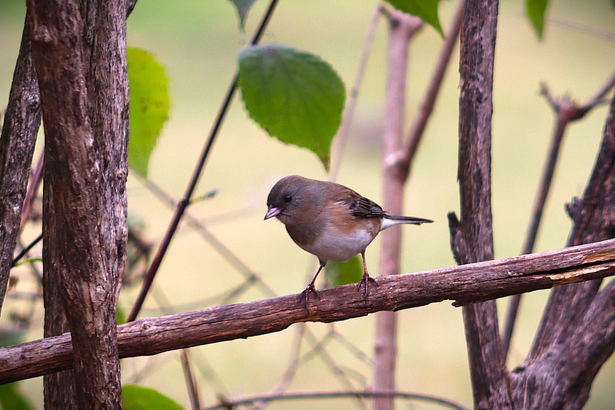Dark-eyed Junco - ML644477792