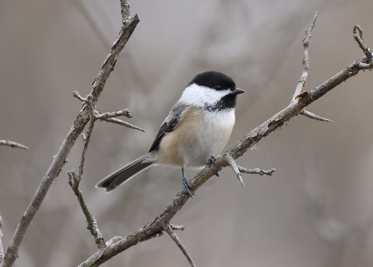 Amerika Baştankarası - ML644477805