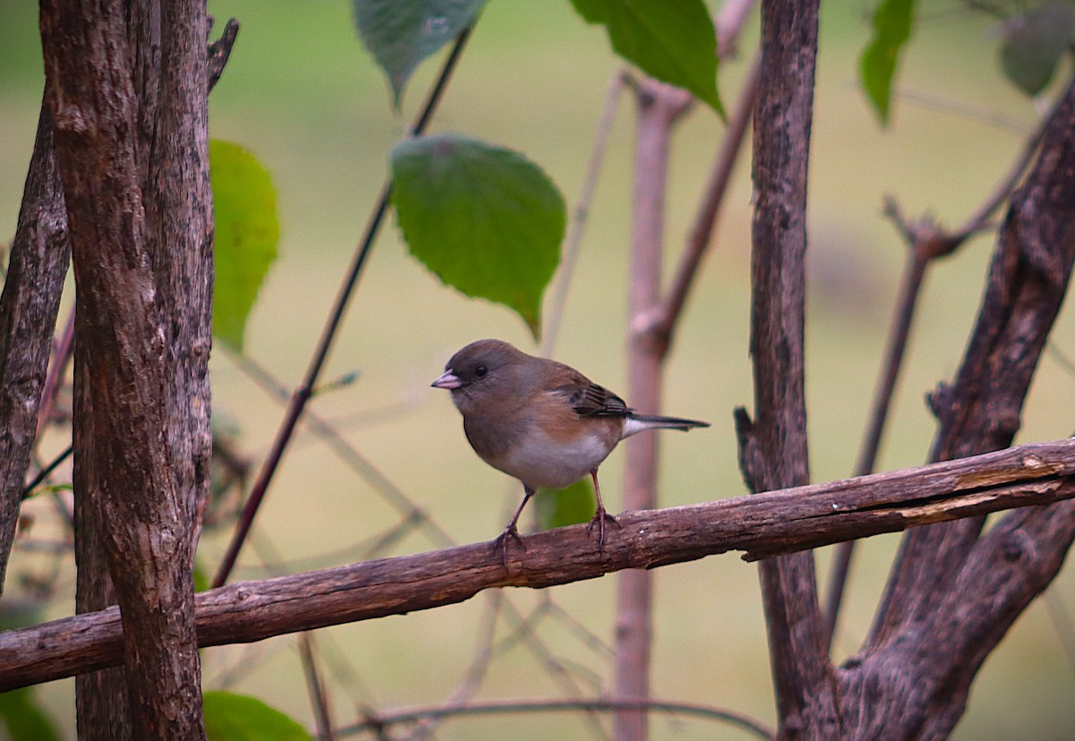 Dark-eyed Junco - ML644477808
