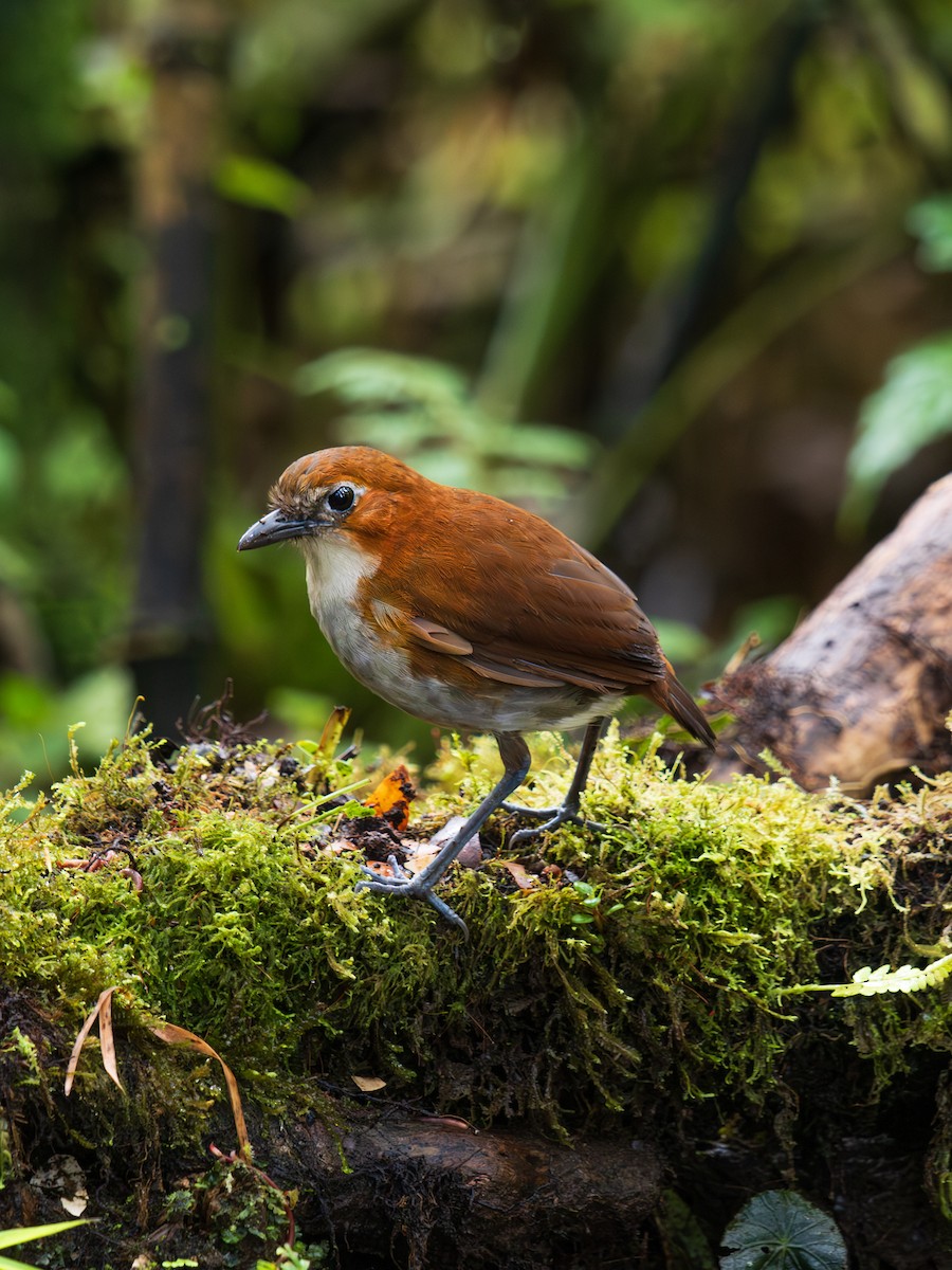 White-bellied Antpitta - ML644477813