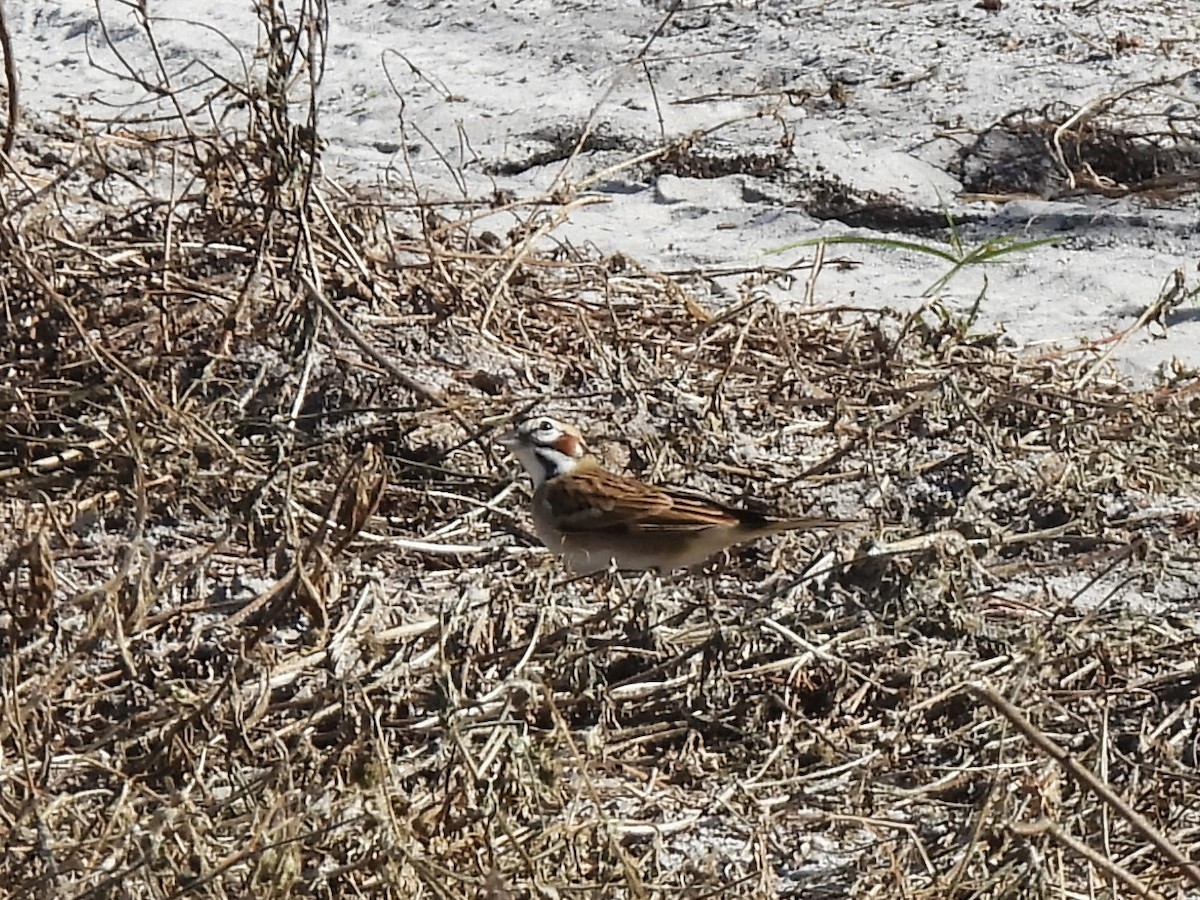 Lark Sparrow - ML644477819