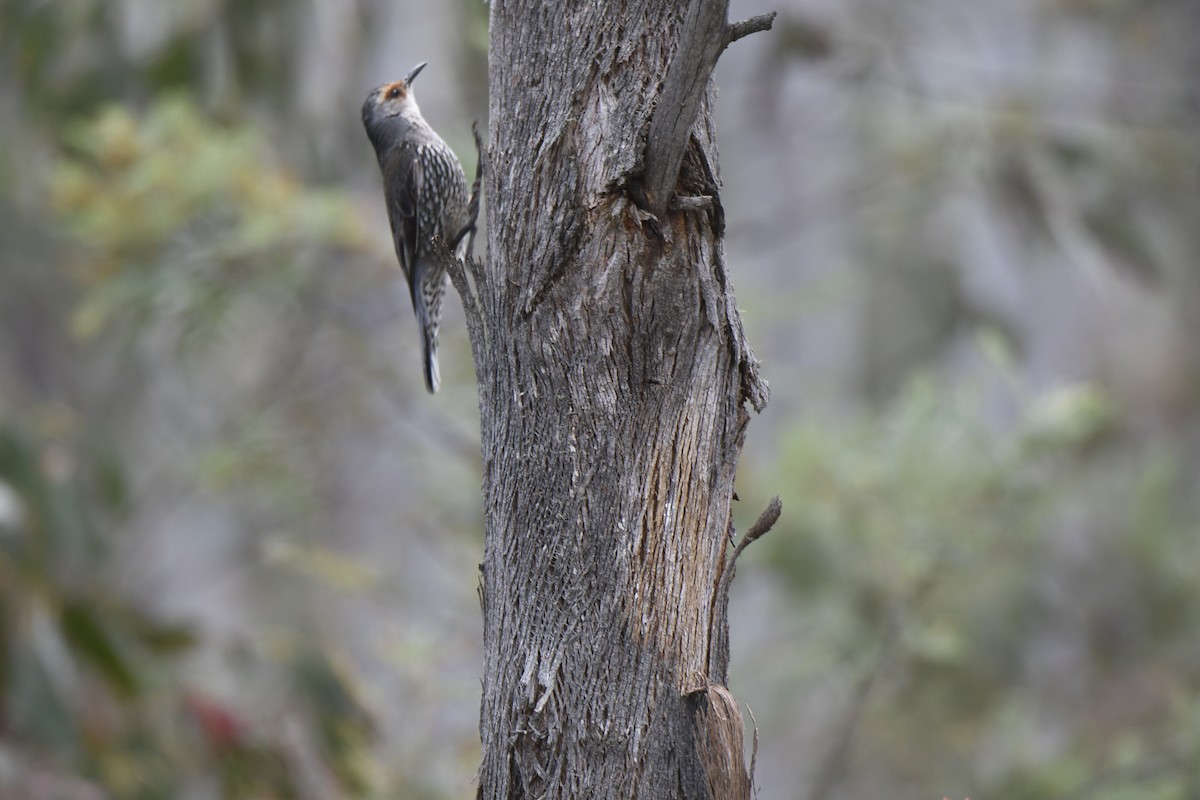 Red-browed Treecreeper - ML644477828