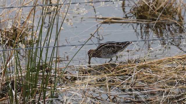 Wilson's Snipe - ML644477830